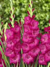 Gladiolus Fidelio