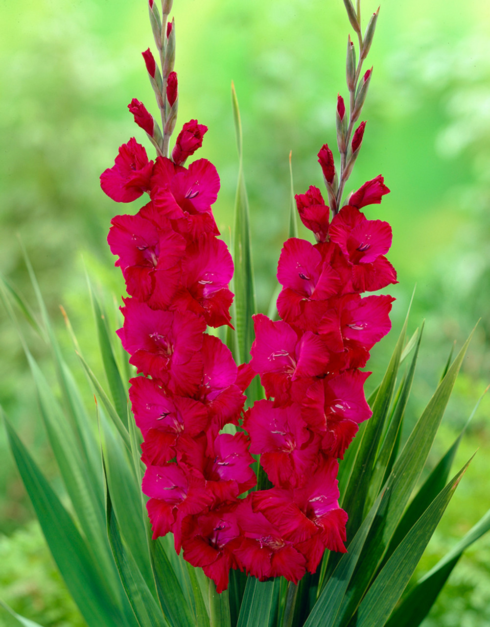 Gladiolus Plum Tart