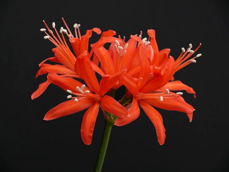 Nerine Species, Cape Flower, Berglelie, Guernsey Lily, Red Nerine