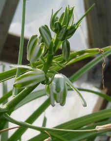 Albuca Species, Wild Coast Albuca
