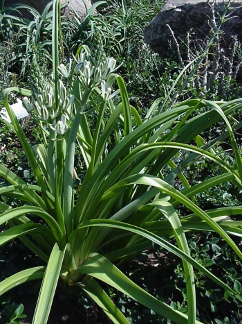 Albuca Species, Natal Albuca, Nelsons Slime Lily