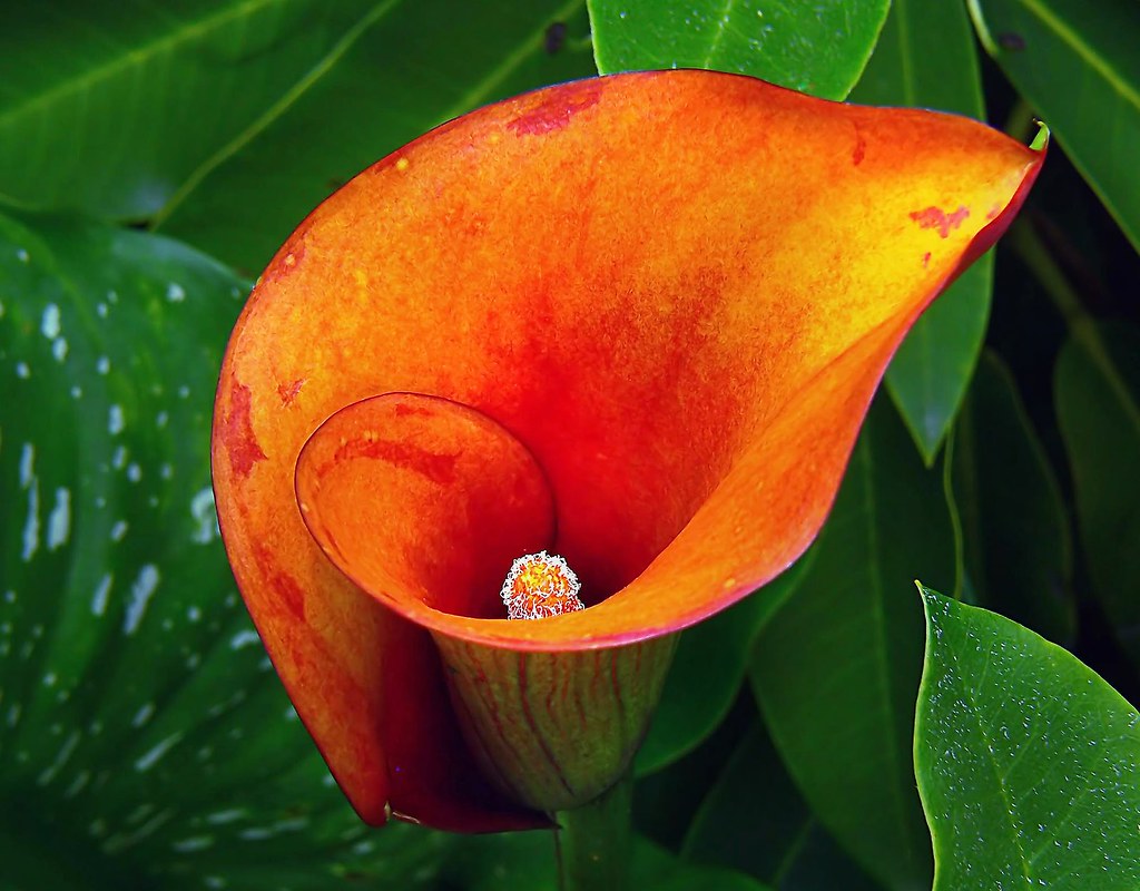Zantedeschia, Calla Lily Mango
