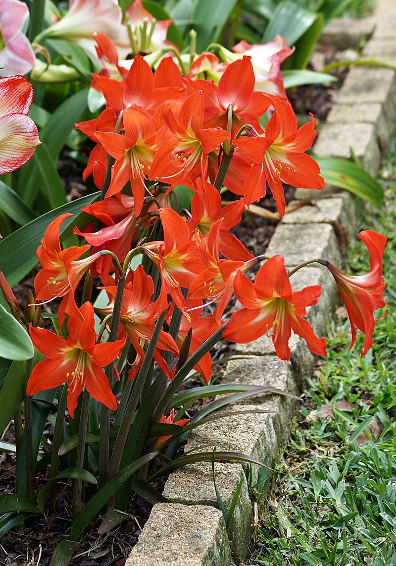 Hippeastrum, Amaryllis Supreme
