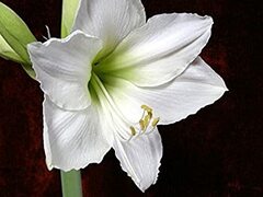 Amaryllis 'White Dazzler'