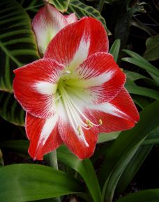 Hippeastrum, Amaryllis Star of Holland