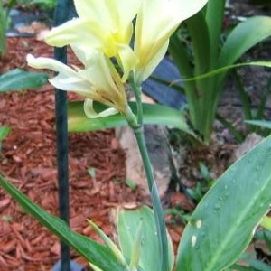 Canna, Canna Lily French Vanilla