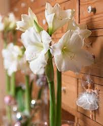 Hippeastrum, Amaryllis White Christmas