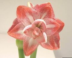 Amaryllis 'Promise'