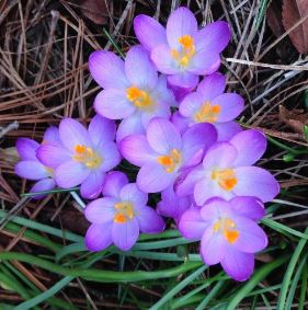 Early Crocus, Tommasinis Crocus, Snow Crocus, Tommies Lilac Beauty