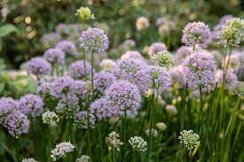 Allium, Ornamental Onion Alba