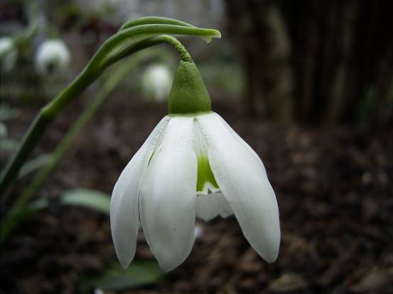 Snowdrop Hill Poe