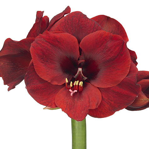 Amaryllis Liberty