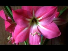 Amaryllis 'Pink Star'