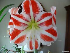 Amaryllis 'Sydney'