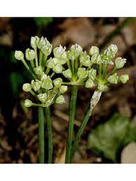 Allium Species, Narrowleaf Wild Leek
