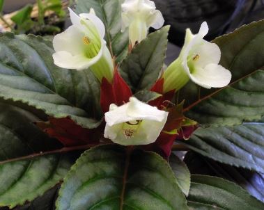 Sinningia Species