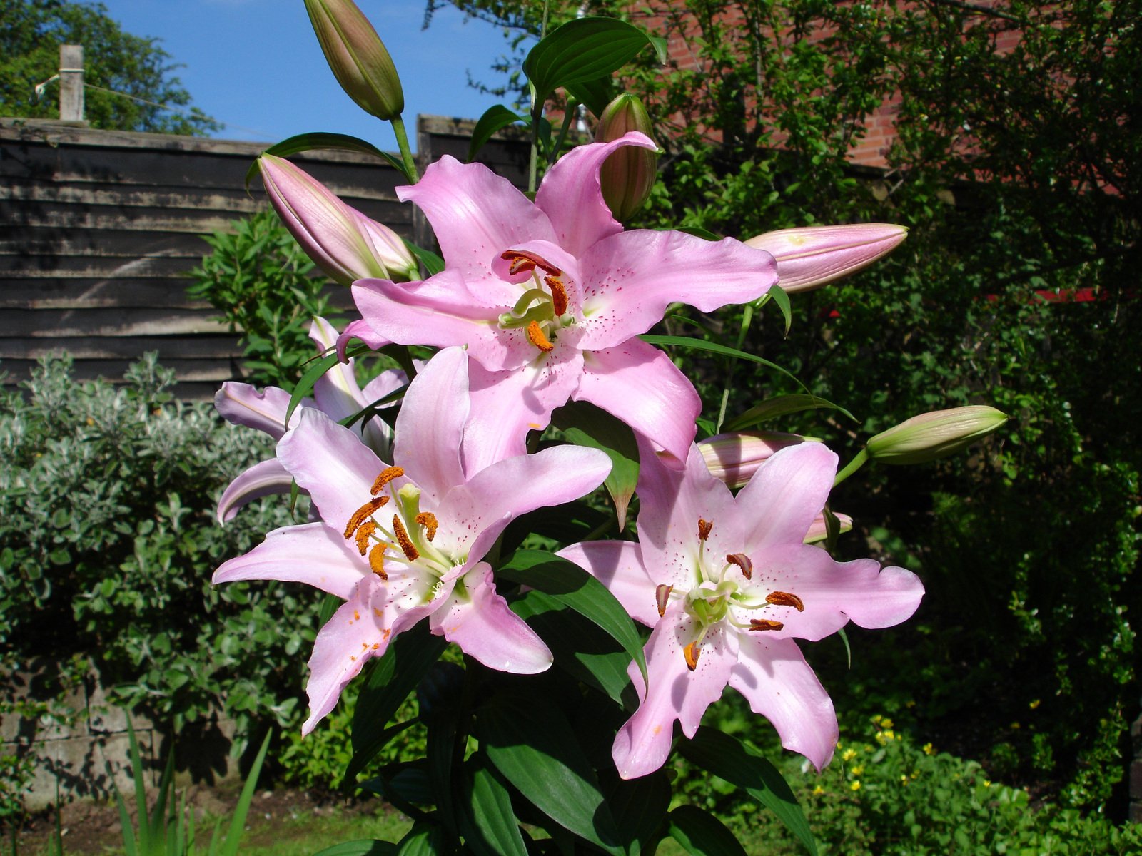 Oriental Lily Farolito