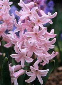 Hyacinthus, Dutch Hyacinth Apple Blossom