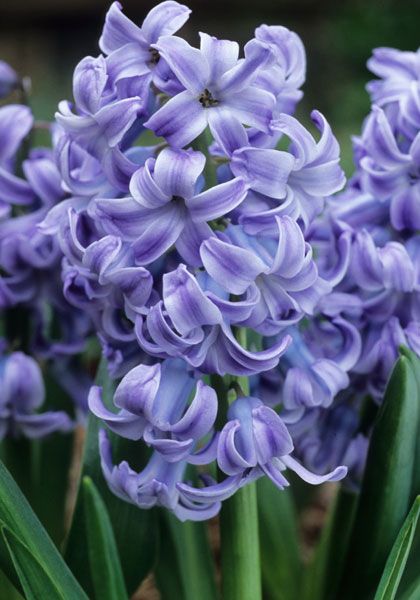 Hyacinthus, Dutch Hyacinth Blue Diamond