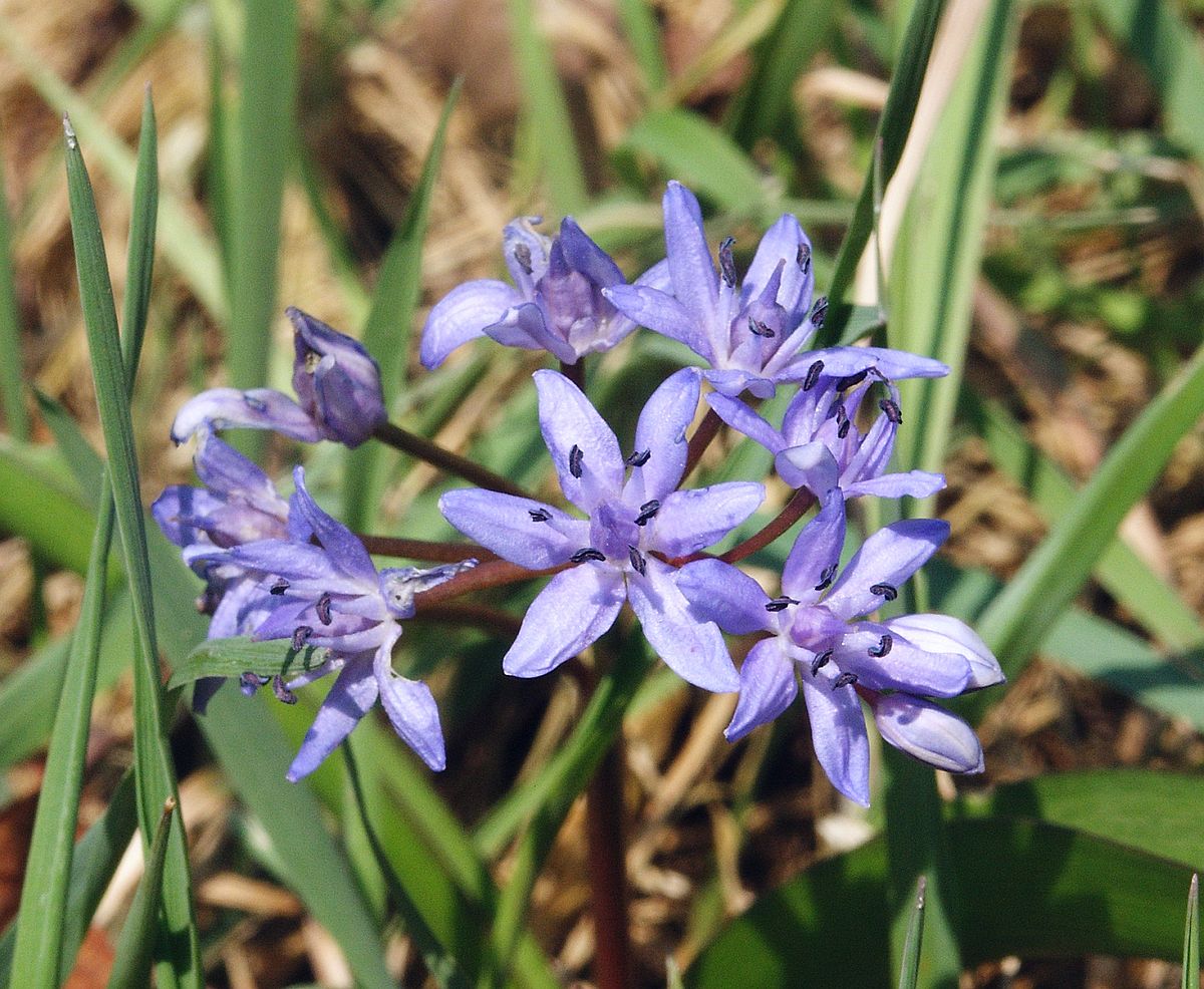 Scilla Species