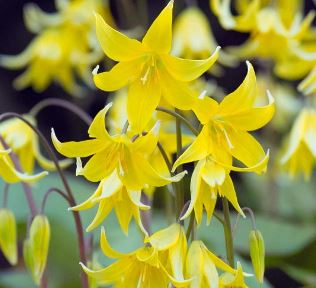 Dogs Tooth Violet Kondo
