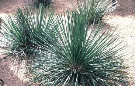 Agave, Twin Flower