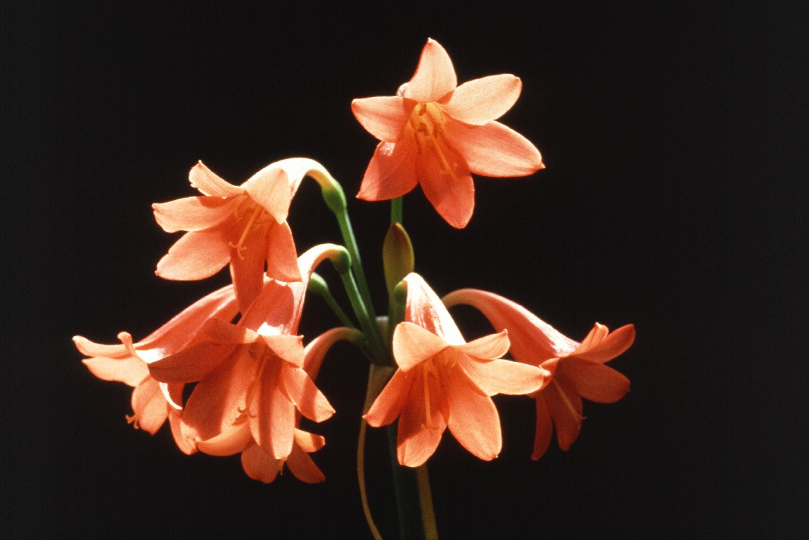 Cyrtanthus Species, Fire Lily