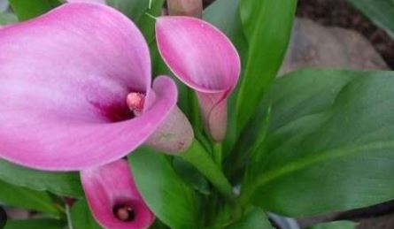 Zantedeschia, Calla Lily Gem Dark Eyes