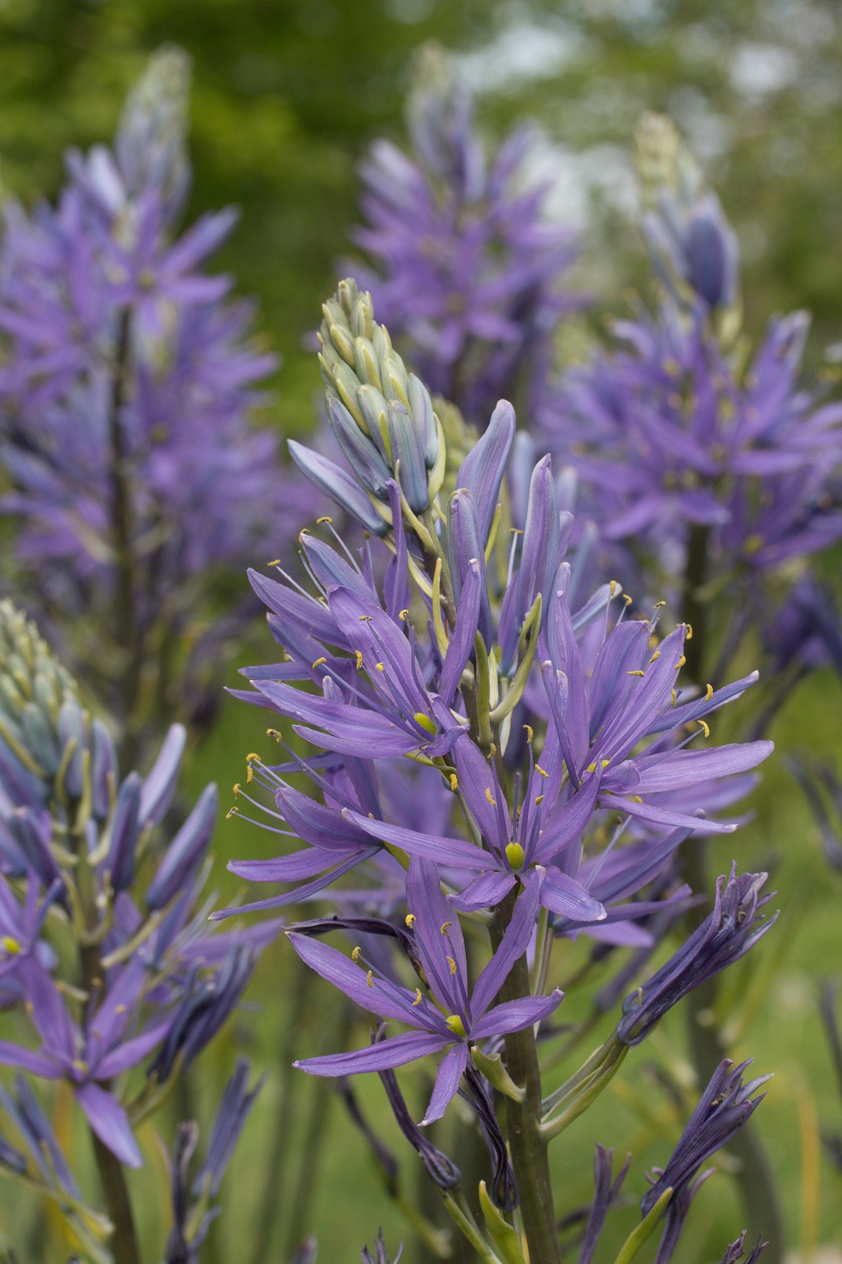 Camassia Caerulea