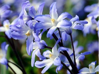Scilla, Chionodoxa, Glory of the Snow Blue Giant