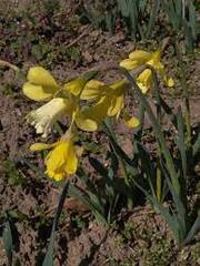 Trumpet Narcissus, Trumpet Daffodil 'Little Spell'