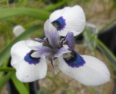Moraea Species, Blue-Eyed Moraea, Peacock Iris