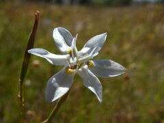Moraea Species, Sweet Moraea