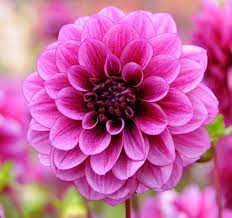 Informal Decorative Dahlia Blue Bell