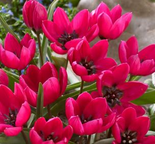 Species Tulip, Crocus Tulip Black Base