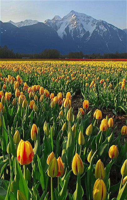 Mountain Tulip
