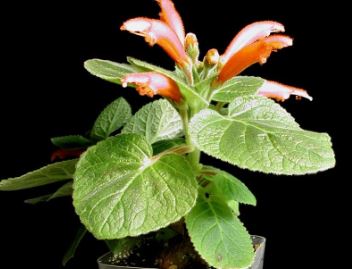 Sinningia Species, Brazilian Gloxinia, Cardinal Flower, Gloxinia, Helmet Flower