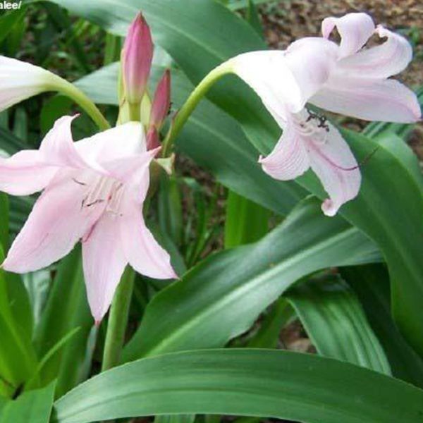Crinum Lily J.C. Harvey