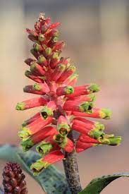 Lachenalia, Wild Hyacinth Rosabeth