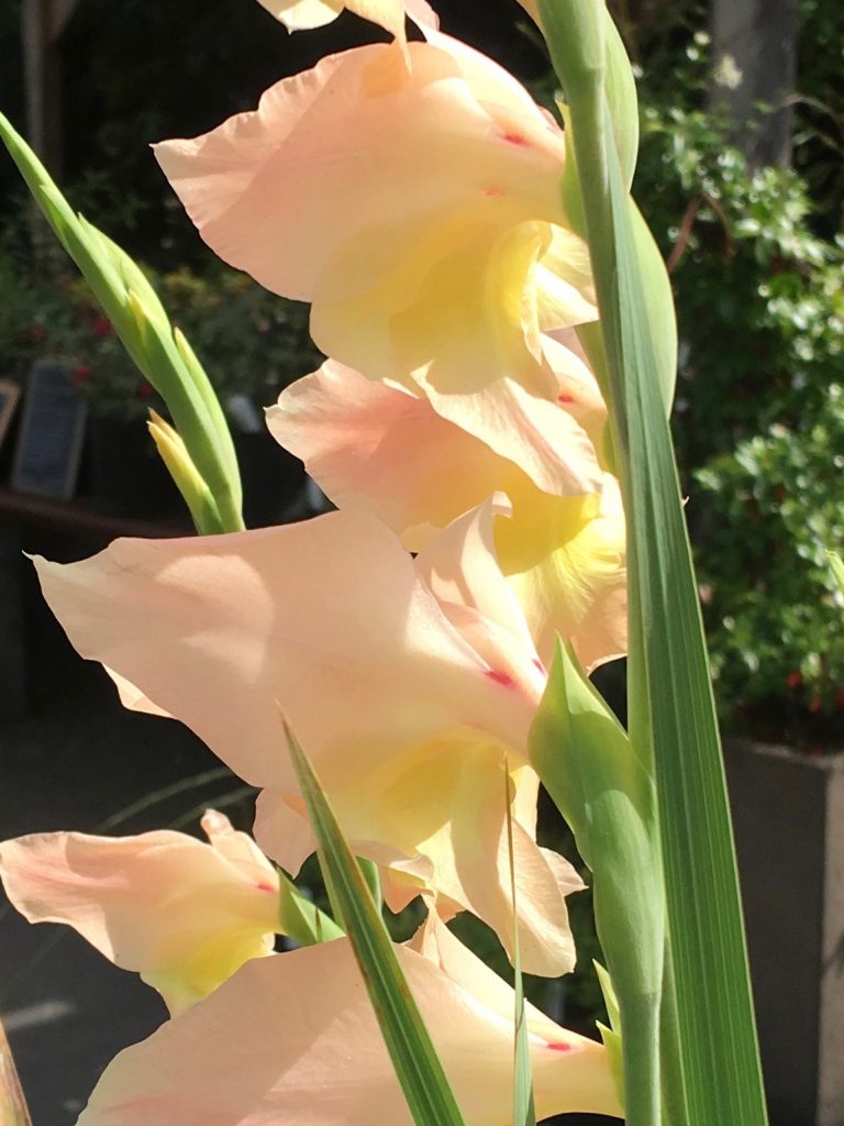 Hybrid Gladiola Bolivian Peach