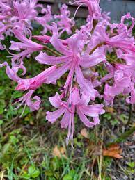 Nerine Species, Cape Flower, Guernsey Lily