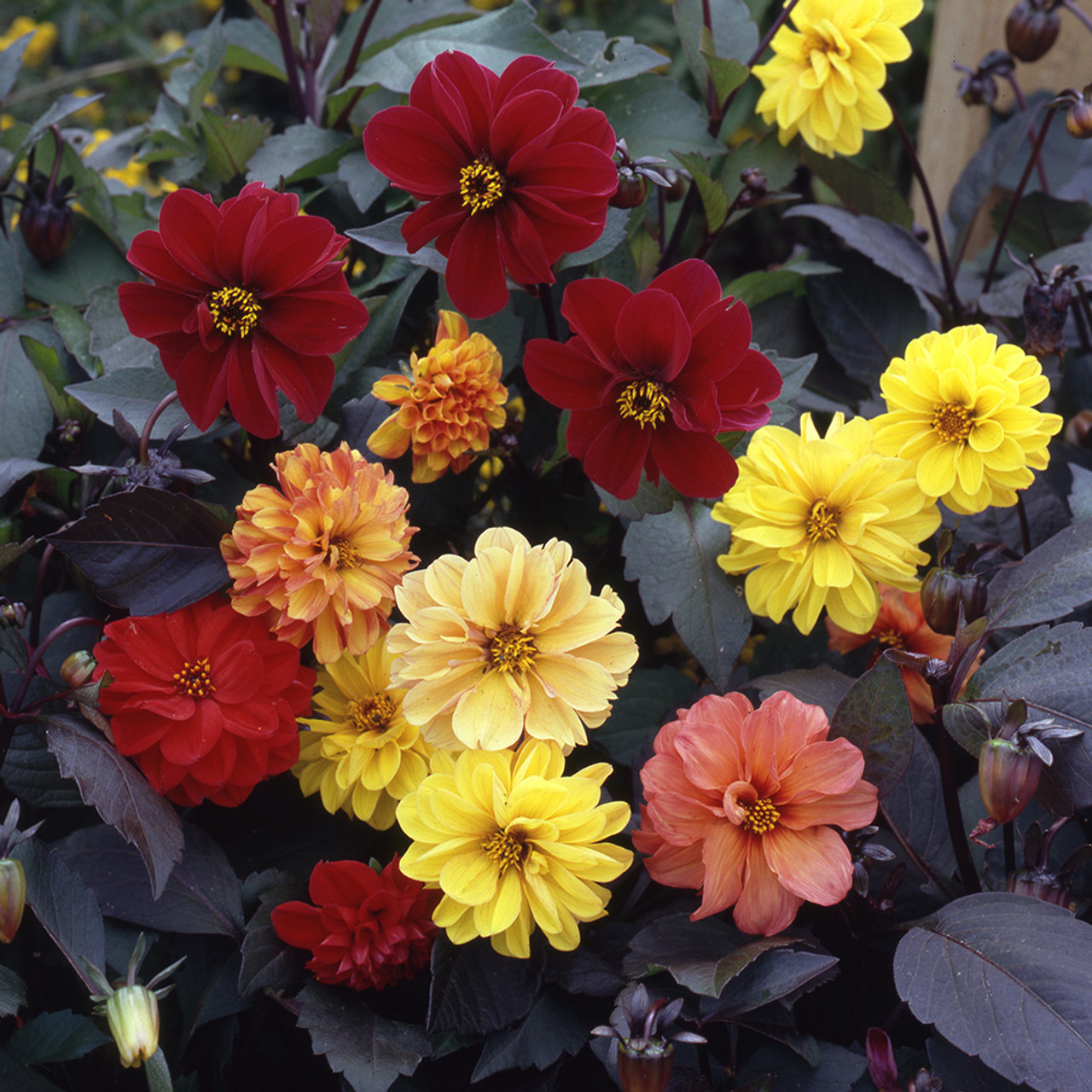 Dwarf Dahlia Diablo Mix