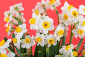 Chinese Sacred Lily