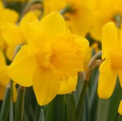 Trumpet Narcissus, Trumpet Daffodil 'Primeur'