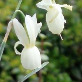 Triandrus Narcissus, Triandrus Daffodil, Angels Tears Puppet