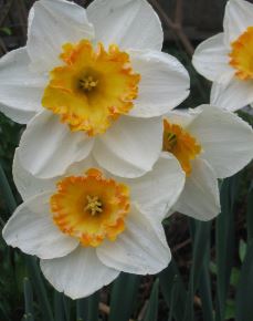 Long-cupped Narcissus, Large-cupped Daffodil Sound