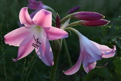 Crinum Lily Walter Flory