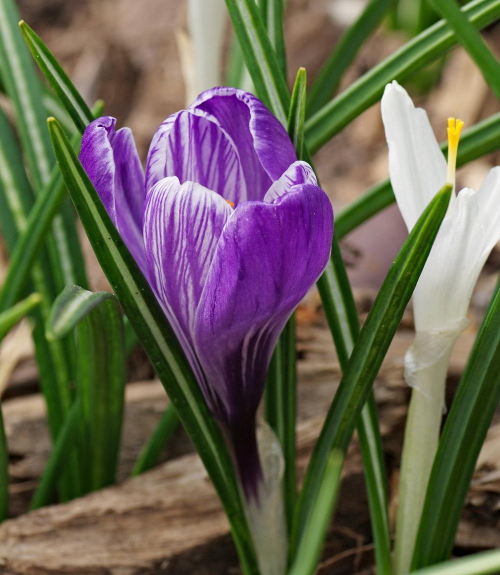 Giant Dutch Crocus Negro Boy