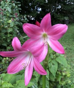Crinum Lily Bradley