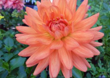 Heirloom Dahlia, Semi Cactus Dahlia Andries Orange